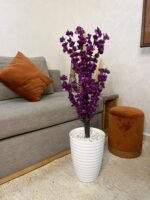 شجرة اللوز – Image 5