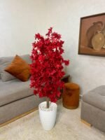 شجرة هيدرانجيا