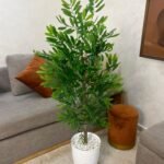 شجرة الزيتون جدع طبيعي 💯%