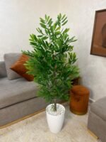 شجرة الزيتون جدع طبيعي 💯%