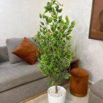 شجرة فيكوس ميكروكاربا