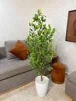 شجرة فيكوس ميكروكاربا