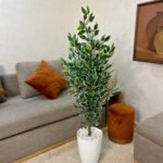 شجرة فيكس بنجامينا