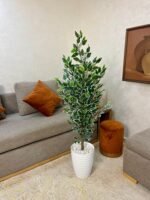 شجرة فيكس بنجامينا