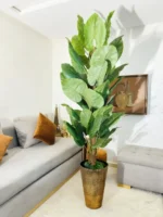 شجرة كولوكاسيا