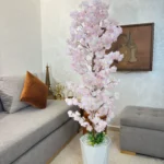 شجرة الكرز ساكورا بجدع طبيعي 💯%