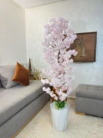 شجرة الكرز ساكورا بجدع طبيعي 💯%