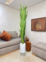 شجرة دراكيينا سونغ أوف إنديا(Dracaena reflexa 'Variegat – Image 6