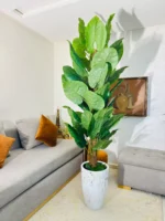 شجرة كولوكاسيا – Image 2