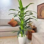 شجرة دراكيينا سونغ أوف إنديا(Dracaena reflexa 'Variegat