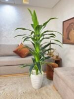 شجرة دراكيينا سونغ أوف إنديا(Dracaena reflexa 'Variegat