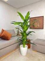 شجرة دراكيينا سونغ أوف إنديا(Dracaena reflexa 'Variegat – Image 7
