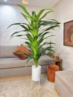 شجرة دراكيينا سونغ أوف إنديا(Dracaena reflexa 'Variegat – Image 3