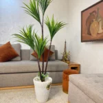 شجرة دراكيينا مارجيناتا