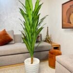 شجرة دراكيينا