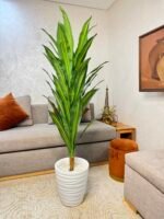 شجرة دراكيينا