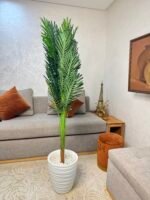 نخلة فاخرة – Image 3