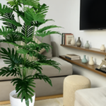 نخلة فيلوديندرون سيلوم (Selloum Philodendron)