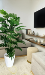 نخلة فيلوديندرون سيلوم (Selloum Philodendron)