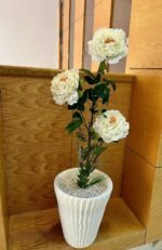 وردة بيونيا ( موبرا) – Image 10