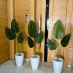 بنانة طير الجنة