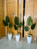 بنانة طير الجنة