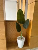 بنانة طير الجنة – Image 2