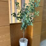 شجرة أوكاليبتوس بجدع طبيعي 💯%