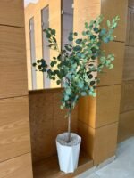 شجرة أوكاليبتوس بجدع طبيعي 💯%