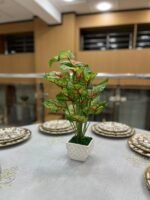 باك 3 + 1 هدية – Image 4