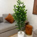 شجرة الفيكوس جدع طبيعي 💯%