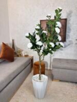 شجرة بوجينفيليا – Image 2