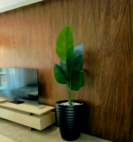 شجرة موز – Image 3