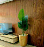 شجرة موز – Image 4