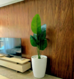 شجرة موز – Image 2