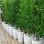 شجرة البامبو