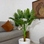 نخلة ليفستونا (Livistona Palm