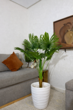 نخلة ليفستونا (Livistona Palm