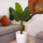 شجرة سترليتزيا (Strelitzia) – الموز
