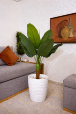 شجرة سترليتزيا (Strelitzia) – الموز