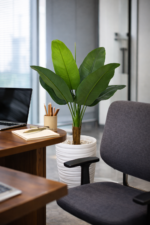 ⁦شجرة سترليتزيا (Strelitzia) – الموز⁩ - الصورة ⁦3⁩