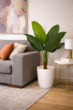 ⁦شجرة سترليتزيا (Strelitzia) – الموز⁩ - الصورة ⁦2⁩