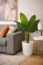 ⁦شجرة سترليتزيا (Strelitzia) – الموز⁩ - الصورة ⁦5⁩