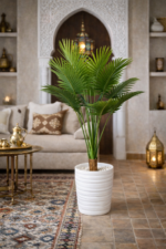 نخلة أريكا (Areca Palm)