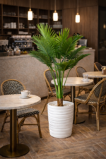 نخلة أريكا (Areca Palm) – Image 3