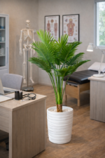 نخلة أريكا (Areca Palm) – Image 8
