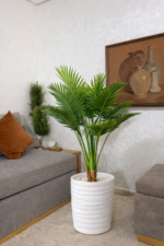 نخلة أريكا (Areca Palm) – Image 2