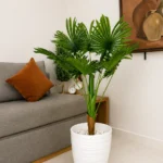 نخلة ليفستونا (Livistona Palm
