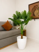 نخلة ليفستونا (Livistona Palm