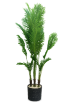 شجرة نخيل جودة عالية – Image 3